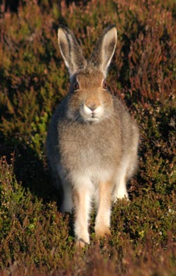 Photograph of hare