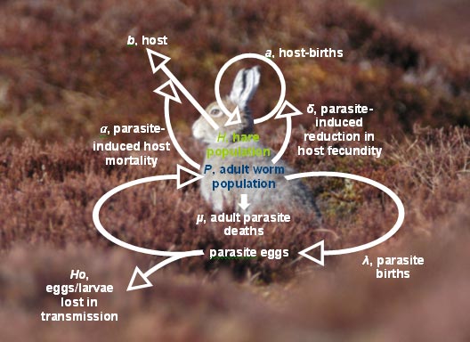 Flow chart showing relationship between hare and parasites