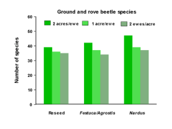 Ground and rove beetle species