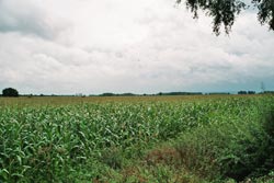 Maize field. © Karl Martin Born (Germany)