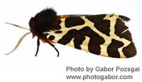 Garden Tiger Moth photographed by Gabor Pozsgai