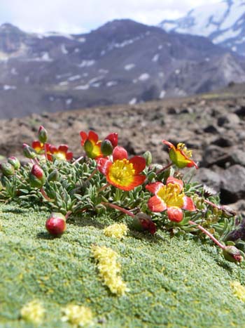 Flower on Patagonian mountain