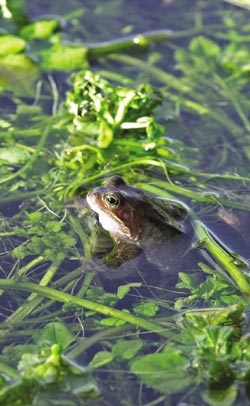 Frog in pond
