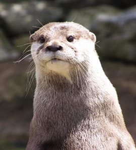 Otter