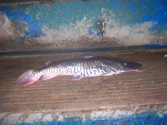 Pintado fish