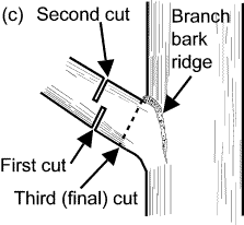 pruning heavier branches