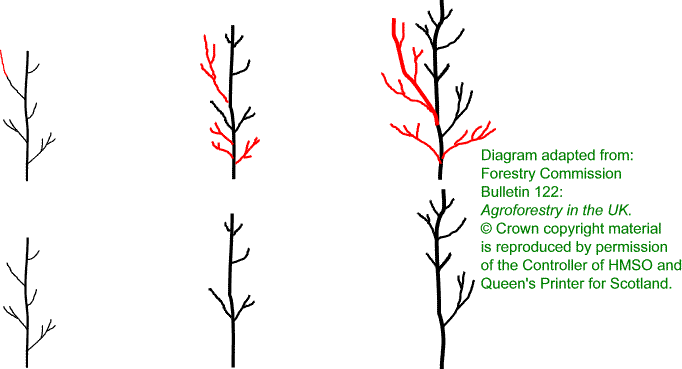 form pruning of young trees