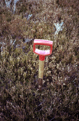 Blackhills Vegetation