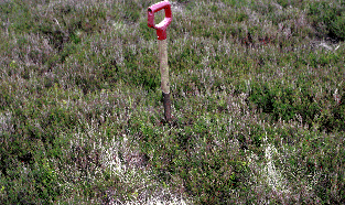 Queenside Loch Vegetation
