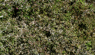 Kaimeknowe Vegetation