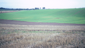 Bonnyton Landscape