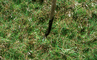 Afton Reservoir Vegetation