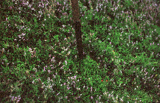 Wylie's Hill Vegetation