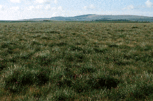 Dogden Moss Landscape