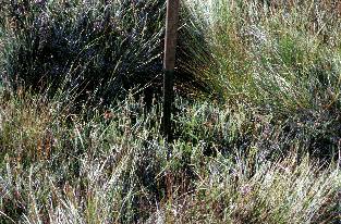 Dogden Moss Vegetation