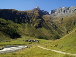 Valley, farmhouses, cows. © Gunter Prager (Austria)