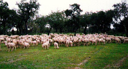Sheep in the mondado