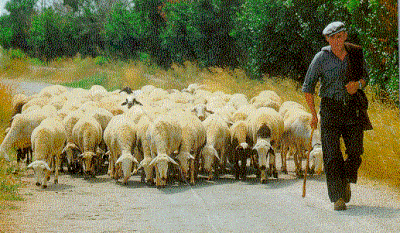 Ebro sheep & farmer