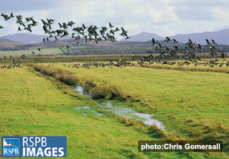 Geese can cause significant damage to crops. Picture © RSPB images
