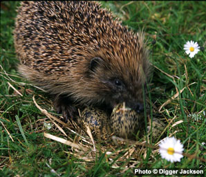 Hedgehogs are blamed for the decline in breeding birds on the Western Isles (temporary picture)