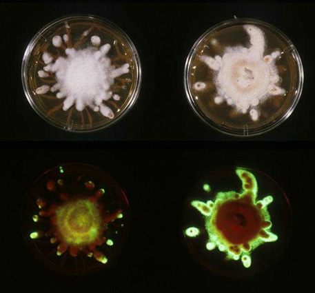 luminescent A.mellea in light(top) and dark(bottom)